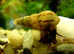 MALAYSIAN TRUMPET SNAILS UK BRED Tropical Freshwater Aquarium. Fast delivery within mainland UK.