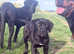 Corso x presa canario