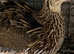 Jumbo quail females