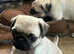 Pug Girl READY Now Traditional Fawn Pug Puppy Female