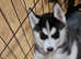 Only 3 husky pups left all stunning females!!