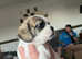 2 stunning pups left