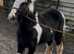 Show cob colt