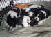 Shishon cross japanese chin