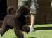 4 Stunning F1 boy cockerpoo puppies from a KC registered Pri clear Miniture full breed poodle & Full breed Cocker Spaniel
