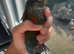Handreared Crimson Conure