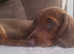 Dachshund x docker