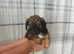 Jack russles cross
