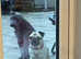 Bluey our Shar Pei 7 months old