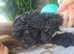 8 week old male cavapoo for sale