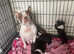 2 stunning female Boston terriers