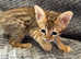 Exceptional quality Tica registered savannah kittens