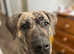 Presa Canario Female Rehome