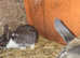 Baby rabbits