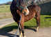 Welsh d filly