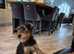 Airedale terrier  for sale