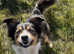 Herding Welsh sheepdog