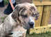 14 week old male neopolitan mastiff cross