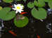 POND LILIES POTTED LARGE READY TO GO + OTHER STUFF