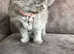3 British shorthair girls
