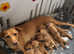 Beautiful Fox Red KC Labrador Retrievers