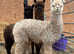 3 yearling alpaca girls