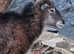Pair of Soay Sheep wethers rare breed