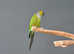 Black Capped Conure,18