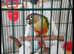 Baby Mix Conure Parrots