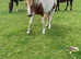 Two year old Colt