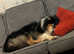 Lovely rough collie boy 8/9 years old