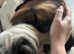 KC registered Male Saint Bernard