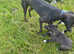 Border collie greyhound