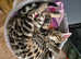 TICA registered Bengal