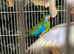 Bonded pr of Turks for sale