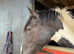 Cob x TB 3yr old Coloured Mare 14.2h * price reduced *