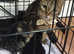 CROSS BENGAL KITTENS FOR SALE