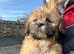 Lhasa Apsos