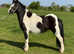 13.1 cob mare.