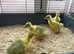 Embden Goslings for sale