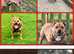 Kc registered Staffordshire bull terrier puppies for sale