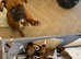 Ready to leave KC registered pups