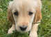 Gorgeous and Chucky golden retriever puppies for sale