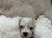 Pedigree bichon frise boy puppies
