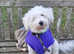 FEMALE BICHON WANTED FOR SCAMPY