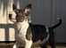 Pedigree English Bull Terrier Pups