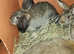 Rabbits Baby bunnies for sale