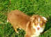 Australian Shepherd Mini
