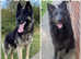 Blue & Tan female German Shepherd