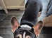 French Bulldog KC Registered 14mths